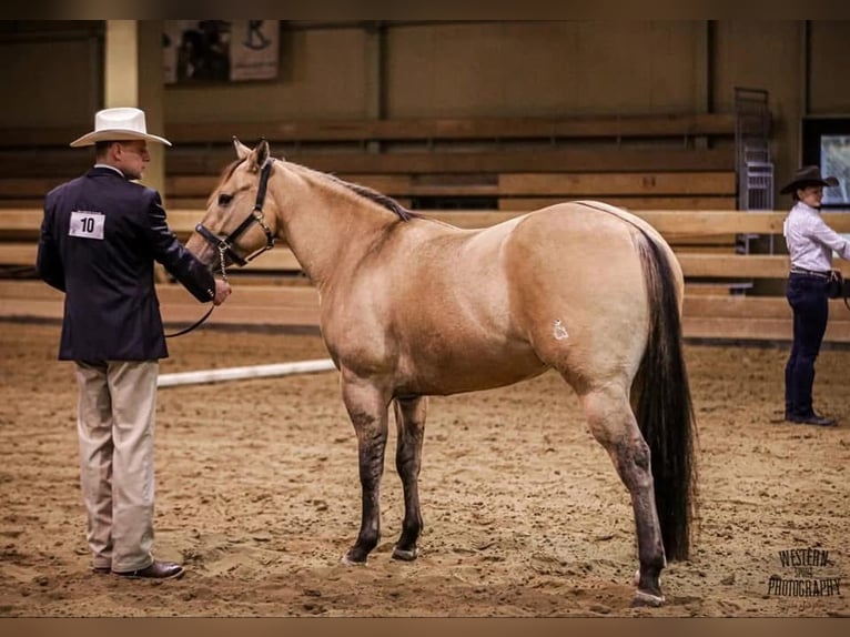 American Quarter Horse Wallach 2 Jahre 145 cm Falbe in Pszczew