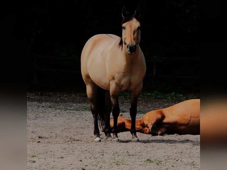 American Quarter Horse Wallach 2 Jahre 145 cm Falbe in Pszczew