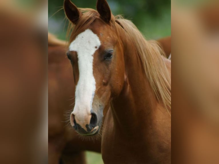American Quarter Horse Wallach 2 Jahre 145 cm Fuchs in Linsburg
