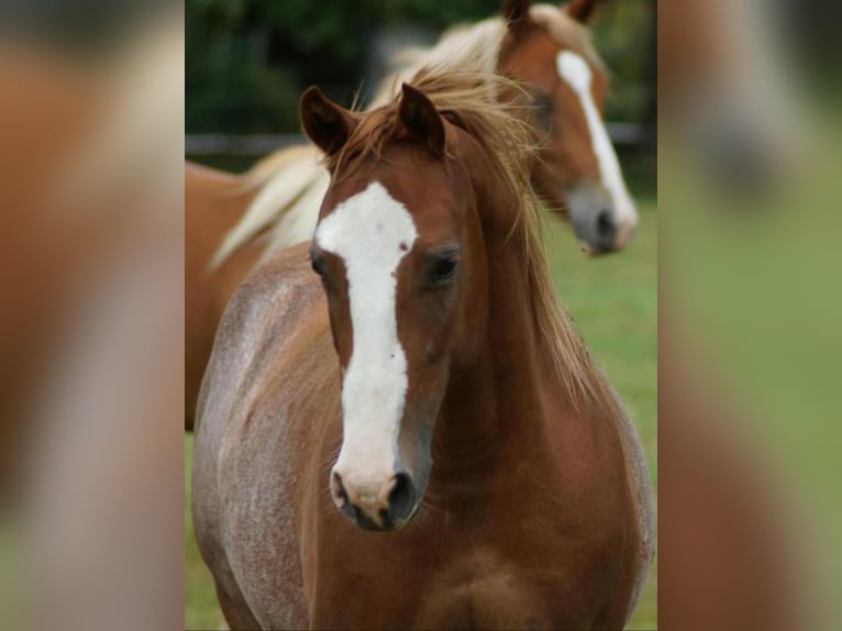 American Quarter Horse Wallach 2 Jahre 145 cm Fuchs in Linsburg