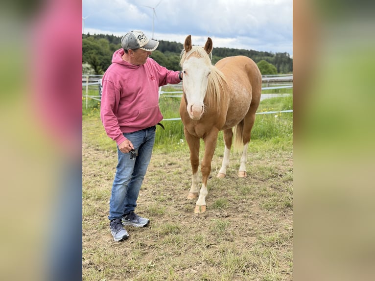 American Quarter Horse Wallach 2 Jahre 145 cm Palomino in Bubach