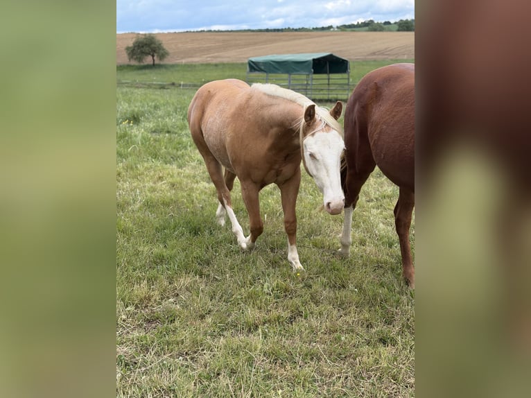 American Quarter Horse Wallach 2 Jahre 145 cm Palomino in Bubach