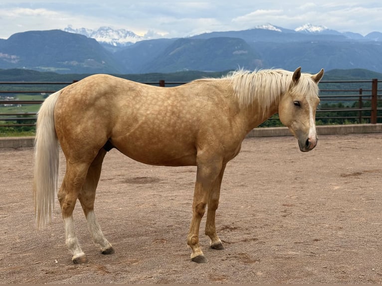 American Quarter Horse Wallach 2 Jahre 146 cm Palomino in St. Michael/Eppan