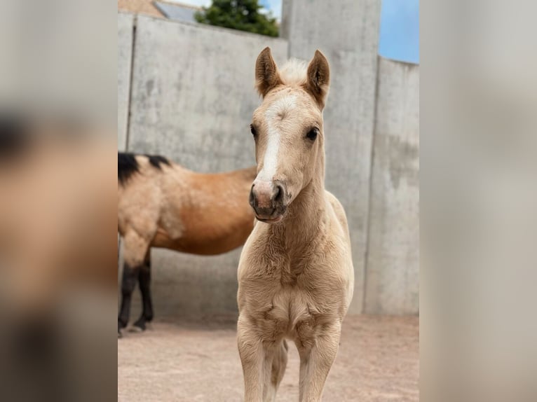 American Quarter Horse Wallach 2 Jahre 146 cm Palomino in St. Michael/Eppan