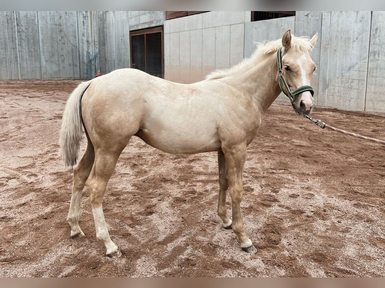 American Quarter Horse Wallach 2 Jahre 146 cm Palomino in St. Michael/Eppan