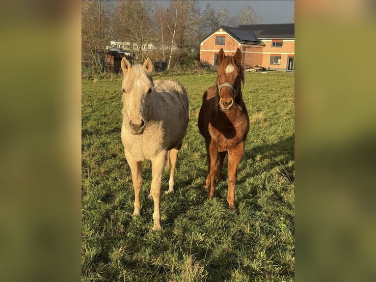 American Quarter Horse Wallach 2 Jahre 146 cm  in Daleiden