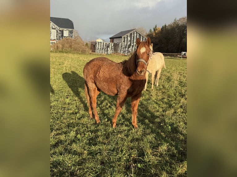 American Quarter Horse Wallach 2 Jahre 146 cm  in Daleiden