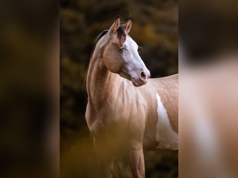 American Quarter Horse Mix Wallach 2 Jahre 147 cm Fuchs in Schönewörde