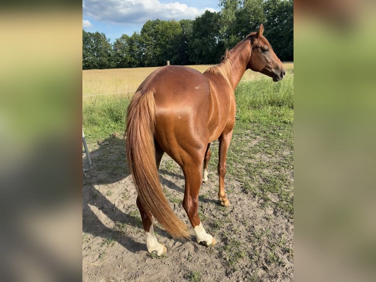 American Quarter Horse Mix Wallach 2 Jahre 147 cm Fuchs in Schönewörde