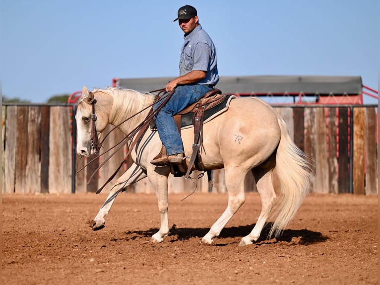 American Quarter Horse Wallach 2 Jahre 147 cm Palomino in Waco, TX