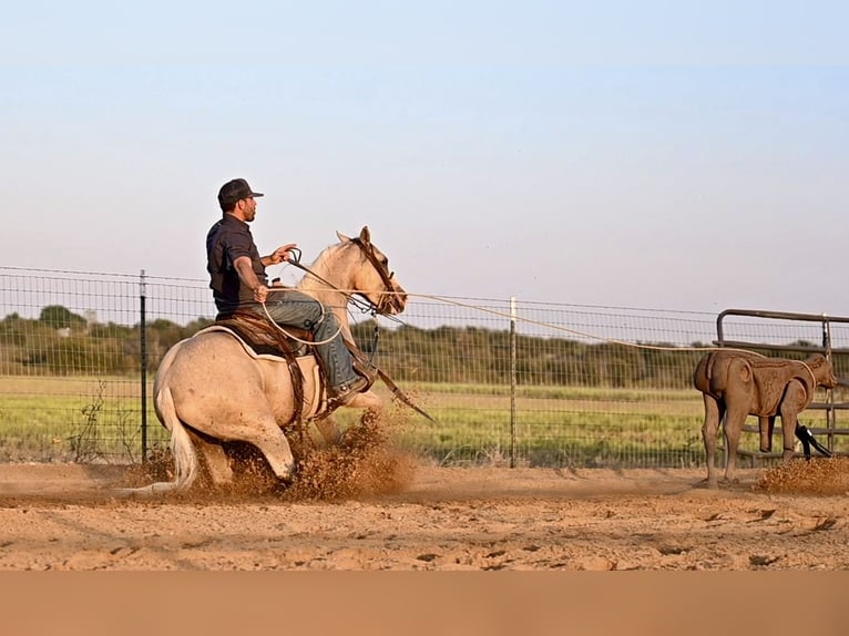 American Quarter Horse Wallach 2 Jahre 147 cm Palomino in Waco, TX