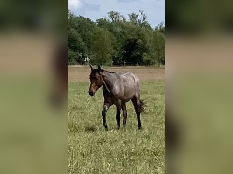 American Quarter Horse Wallach 2 Jahre 147 cm Roan-Bay in Hohen Neuendorf