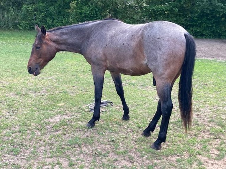 American Quarter Horse Wallach 2 Jahre 147 cm Roan-Bay in Hohen Neuendorf