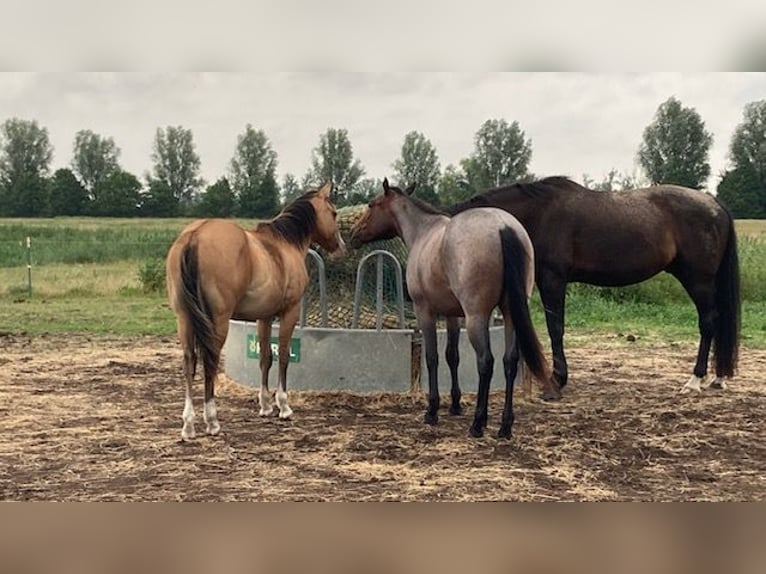 American Quarter Horse Wallach 2 Jahre 147 cm Roan-Bay in Hohen Neuendorf
