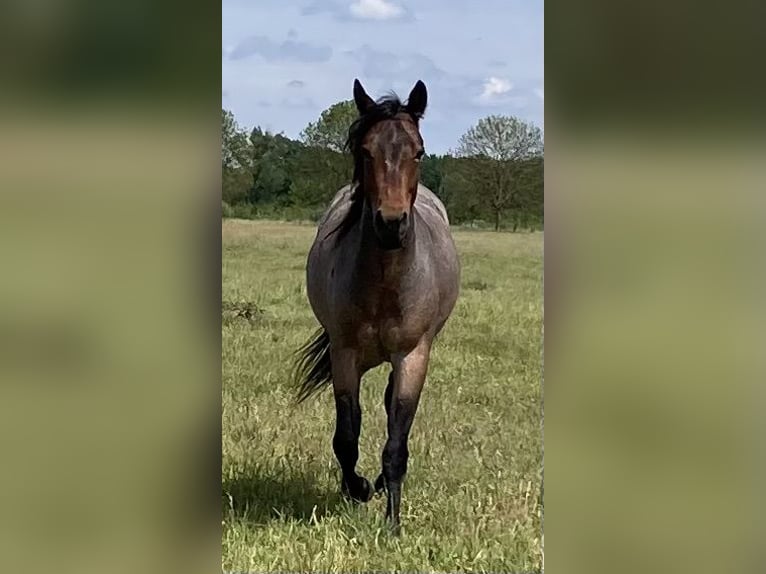 American Quarter Horse Wallach 2 Jahre 147 cm Roan-Bay in Hohen Neuendorf