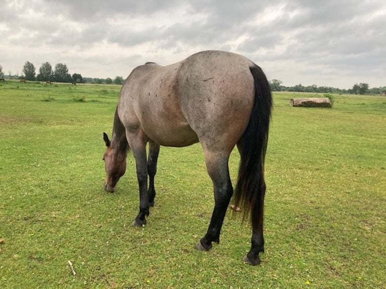 American Quarter Horse Wallach 2 Jahre 147 cm Roan-Bay in Hohen Neuendorf
