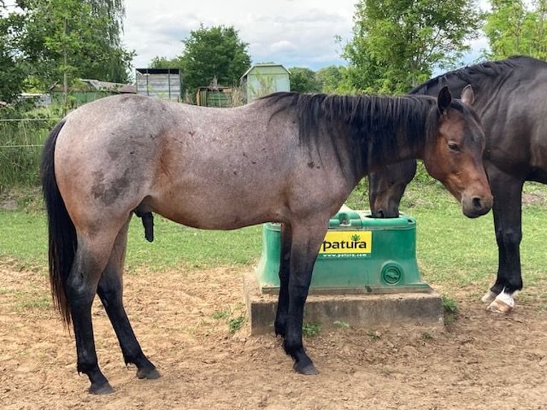 American Quarter Horse Wallach 2 Jahre 147 cm Roan-Bay in Hohen Neuendorf