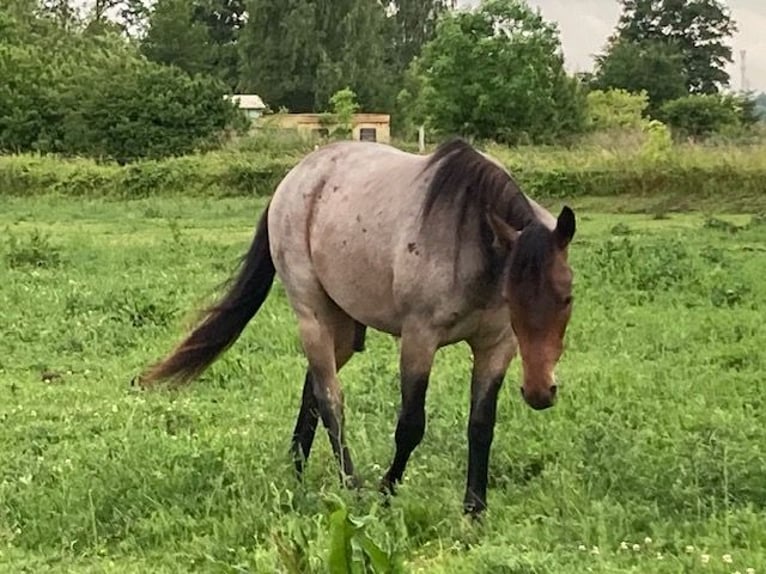 American Quarter Horse Wallach 2 Jahre 147 cm Roan-Bay in Hohen Neuendorf