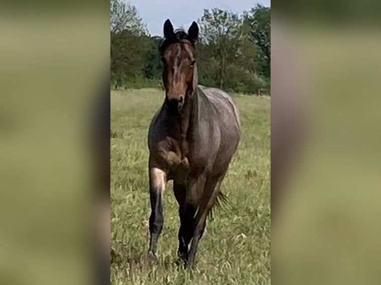 American Quarter Horse Wallach 2 Jahre 147 cm Roan-Bay in Hohen Neuendorf