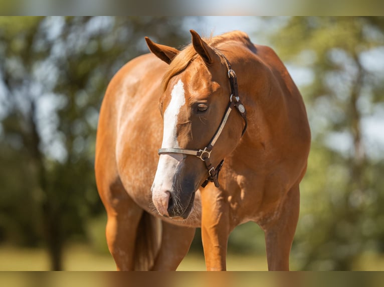 American Quarter Horse Wallach 2 Jahre 147 cm Roan-Red in Steyerberg