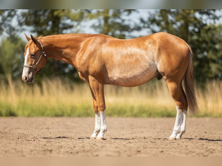 American Quarter Horse Wallach 2 Jahre 147 cm Roan-Red in Steyerberg