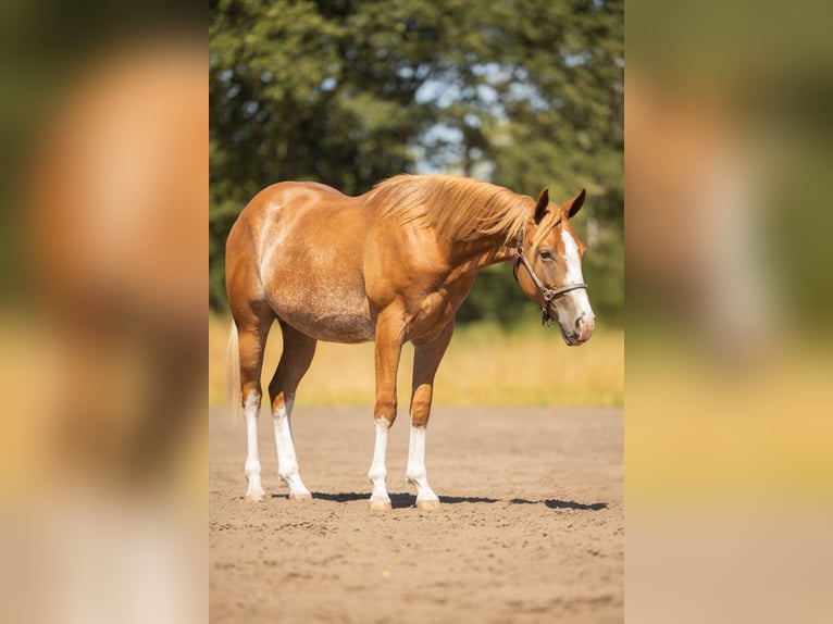 American Quarter Horse Wallach 2 Jahre 147 cm Roan-Red in Steyerberg