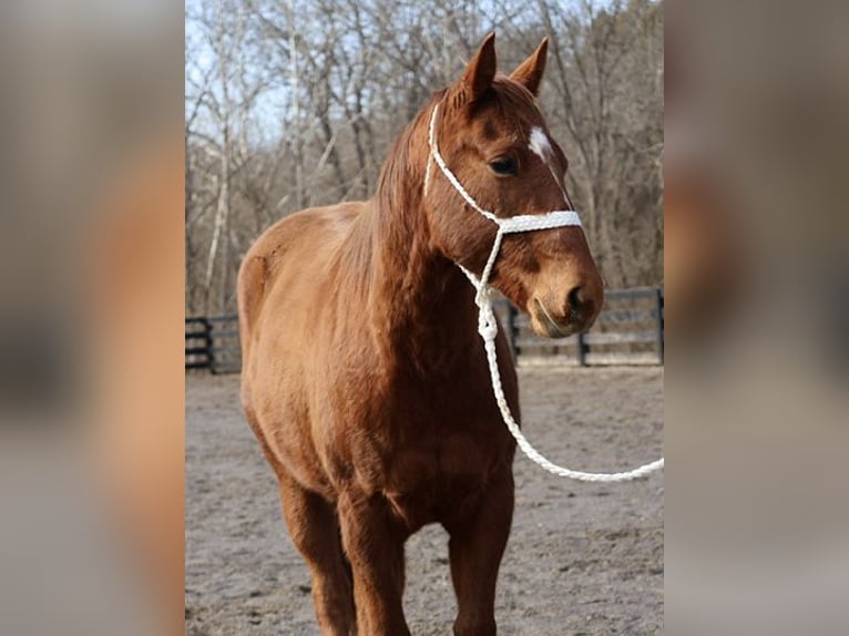 American Quarter Horse Wallach 2 Jahre 147 cm Rotfuchs in Jonesborough