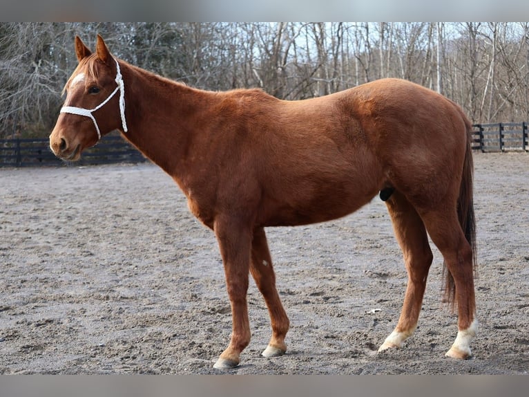 American Quarter Horse Wallach 2 Jahre 147 cm Rotfuchs in Jonesborough