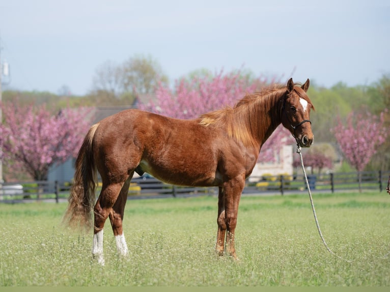 American Quarter Horse Wallach 2 Jahre 147 cm Rotfuchs in New Holland