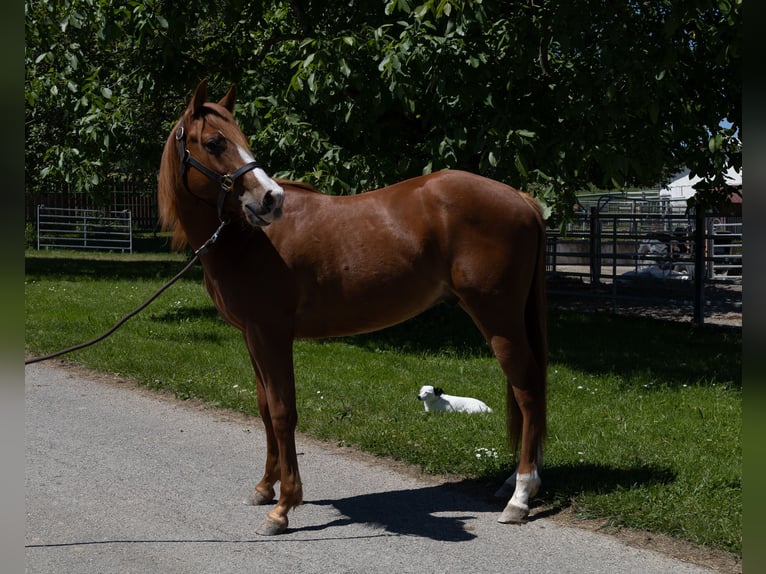 American Quarter Horse Wallach 2 Jahre 147 cm in Kappelen