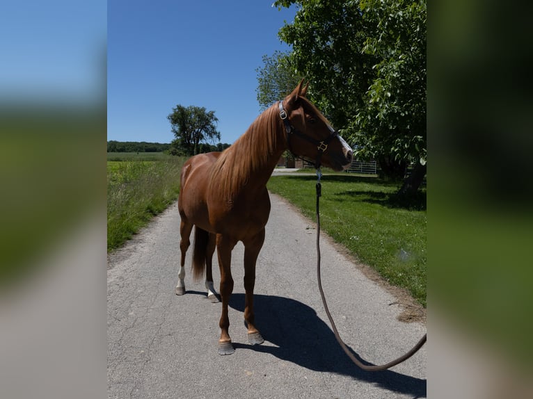 American Quarter Horse Wallach 2 Jahre 147 cm in Kappelen