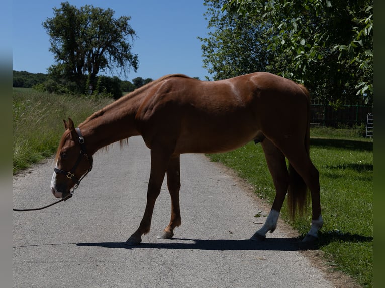 American Quarter Horse Wallach 2 Jahre 147 cm in Kappelen