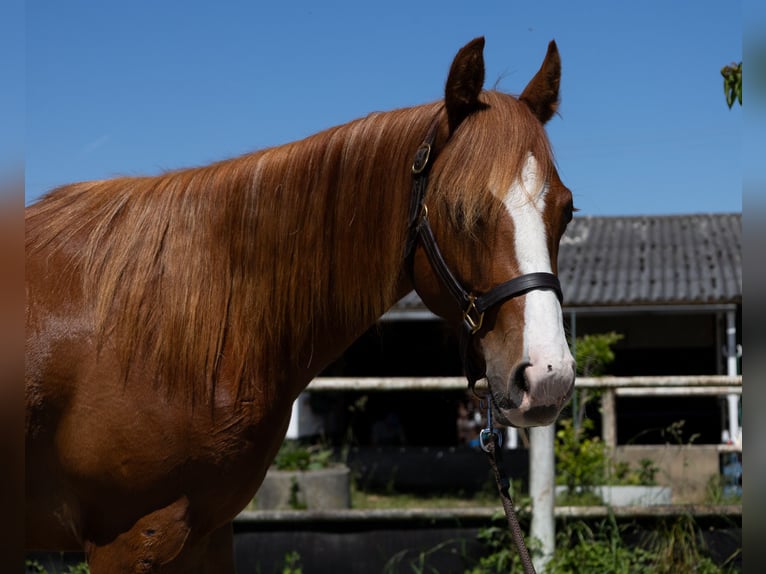 American Quarter Horse Wallach 2 Jahre 147 cm in Kappelen