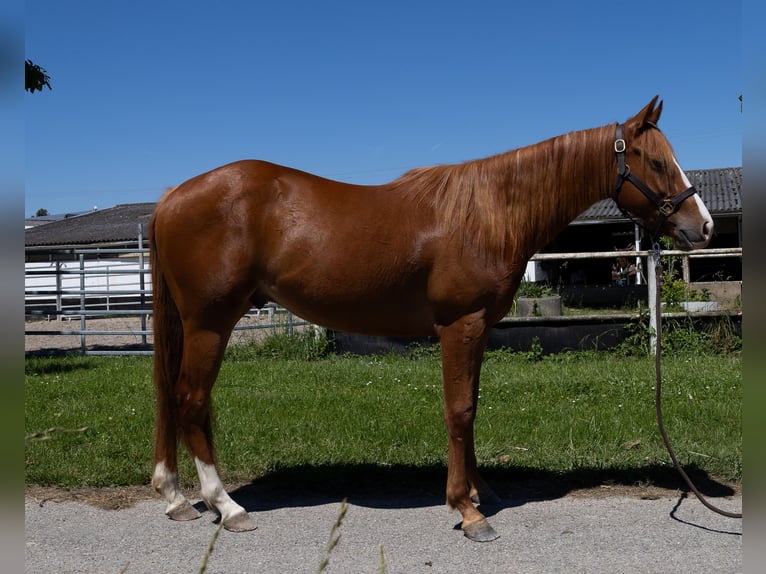 American Quarter Horse Wallach 2 Jahre 147 cm in Kappelen