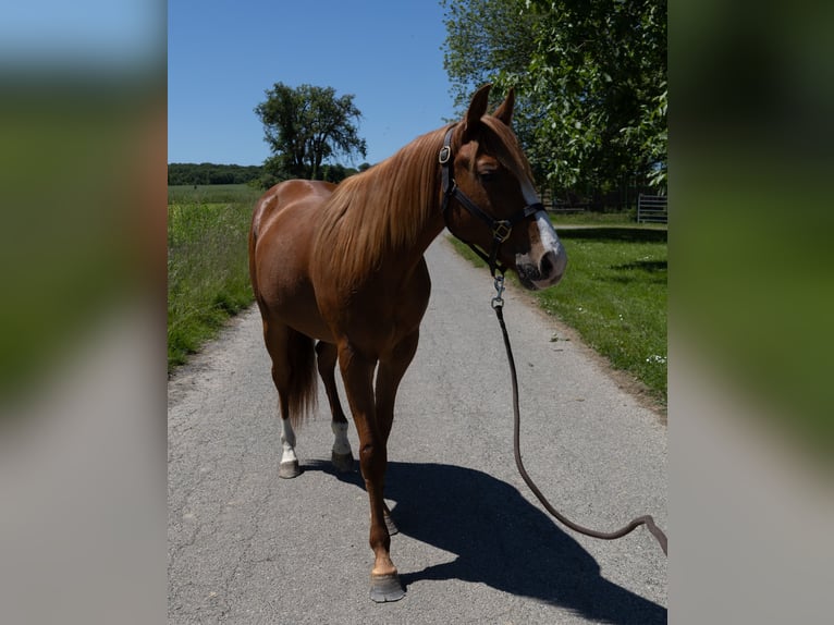 American Quarter Horse Wallach 2 Jahre 147 cm in Kappelen