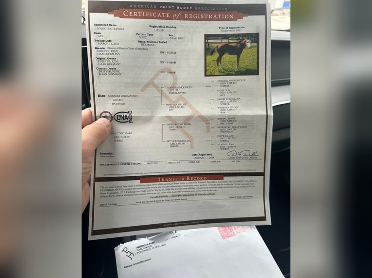 American Quarter Horse Wallach 2 Jahre 148 cm Brauner in Steyerberg Deblinghausen