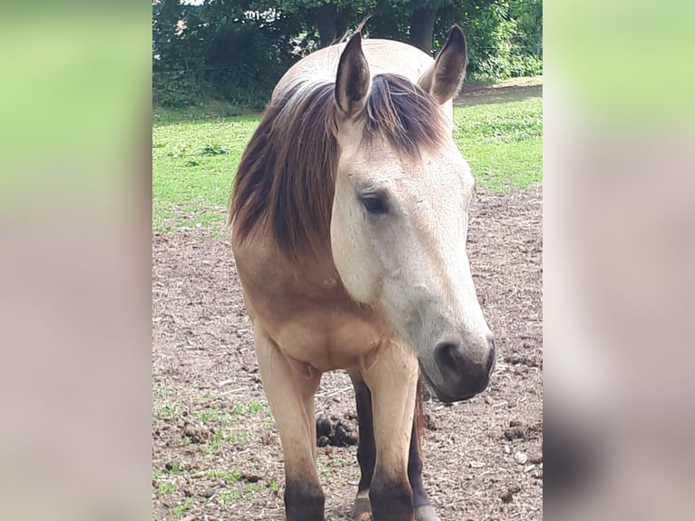 American Quarter Horse Wallach 2 Jahre 148 cm Buckskin in Gieboldehausen