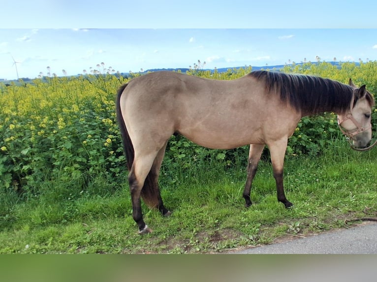 American Quarter Horse Wallach 2 Jahre 148 cm Buckskin in Gieboldehausen