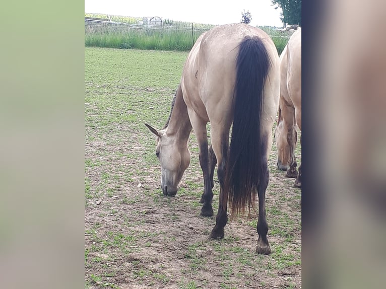 American Quarter Horse Wallach 2 Jahre 148 cm Buckskin in Gieboldehausen