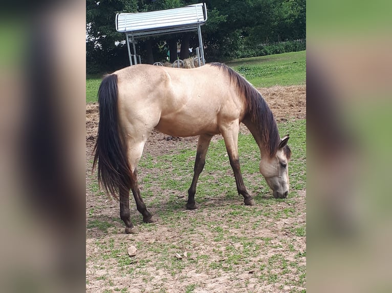 American Quarter Horse Wallach 2 Jahre 148 cm Buckskin in Gieboldehausen