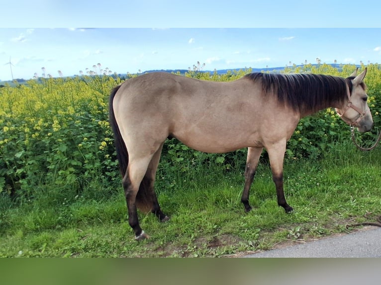American Quarter Horse Wallach 2 Jahre 148 cm Buckskin in Gieboldehausen