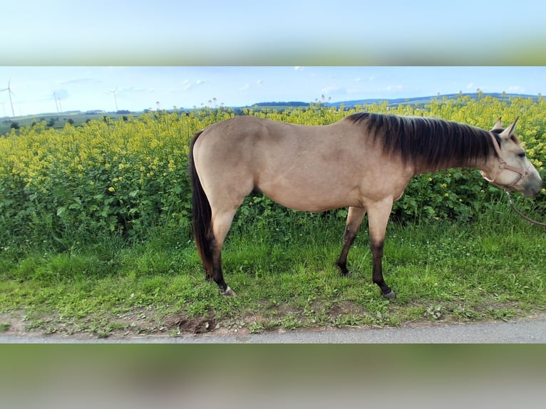 American Quarter Horse Wallach 2 Jahre 148 cm Buckskin in Gieboldehausen