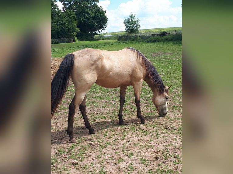 American Quarter Horse Wallach 2 Jahre 148 cm Buckskin in Gieboldehausen