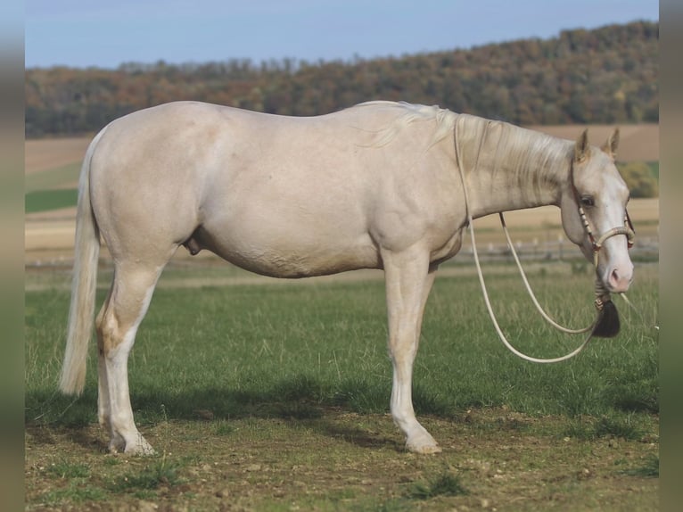 American Quarter Horse Wallach 2 Jahre 148 cm Falbe in Duingen