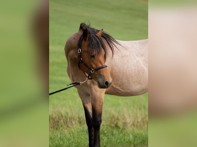 American Quarter Horse Mix Wallach 2 Jahre 148 cm Roan-Bay in Hirschau