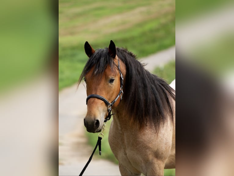 American Quarter Horse Mix Wallach 2 Jahre 148 cm Roan-Bay in Hirschau