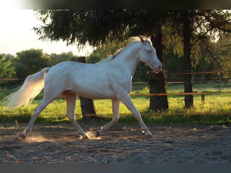 American Quarter Horse Wallach 2 Jahre 149 cm Cremello in Westoverledingen American Quarter Horse Wallach 2 Jahre 149 cm Cremello in Westoverledingen