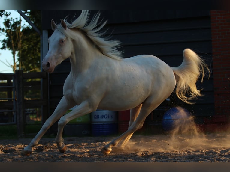 American Quarter Horse Wallach 2 Jahre 149 cm Cremello in Westoverledingen American Quarter Horse Wallach 2 Jahre 149 cm Cremello in Westoverledingen