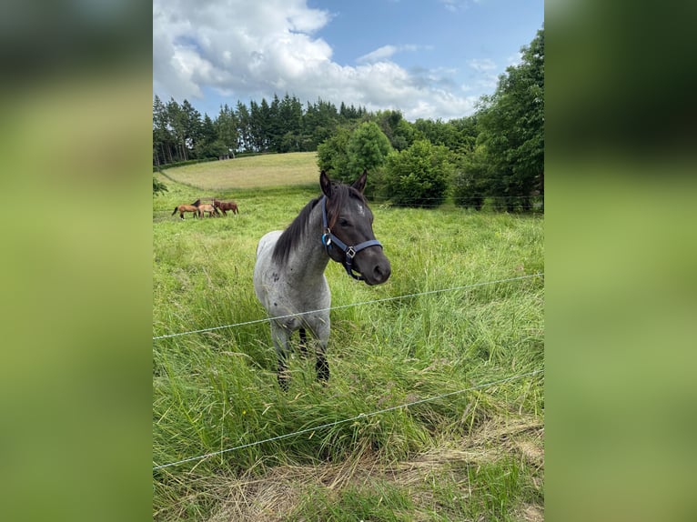 American Quarter Horse Wallach 2 Jahre 150 cm Blauschimmel in Daleiden