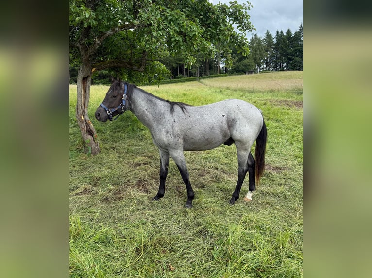 American Quarter Horse Wallach 2 Jahre 150 cm Blauschimmel in Daleiden
